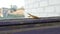 Pregnant female yellow mantis religiosa on old window