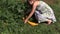 Pregnant gardener woman gather ripe zucchini vegetable in garden