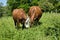 Pregnant German breed rot bunt cows grazing in the fields