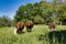Pregnant German breed rot bunt cows grazing in the fields