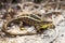 Pregnant german common wall lizard