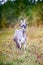 Pregnant goat with horns on a  grass