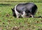 Pregnant hampshire pig on the grass, closeup