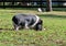 Pregnant hampshire pig on the grass, closeup