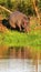 Pregnant Hippo at the waters edge in Africa