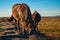 Pregnant horse with calf