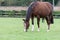 Pregnant Horse Eating Grass