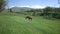 Pregnant horse grazes in a mountainous area