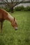 Pregnant horse grazing freely in a rural scene