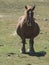 Pregnant horse grazing in the mountain