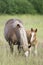 Pregnant horse tilted his head and the foal looks