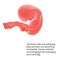 Pregnant. Human fetus inside the womb. Fetus stages. .