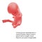 Pregnant. Human fetus inside the womb. Fetus stages. .