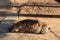 Pregnant hyena sleeping on sunny enclosure. Animal welfare in zoo. African predator or scavenger animal