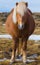 Pregnant Icelandic Horse