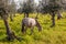 Pregnant mare from the Alter Real breed, a high-end Lusitano Horse