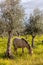 Pregnant mare from the Alter Real breed, a high-end Lusitano Horse,