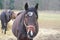 Pregnant mare on pasture, South Bohemia