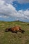 Pregnant mare sleeping on grass in the mountain with blue cloudy sky