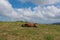 Pregnant mare sleeping on grass in the mountain with blue cloudy sky