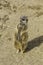 Pregnant meerkat standing on tiptoes