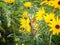 Pregnant Praying Mantis on wild sunflowers