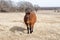 Pregnant Quarter horse mare in winter pasture