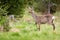 Pregnant roe deer doe changing coating on a glade in mountains during springtime.