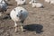 Pregnant sheep in Dutch countryside