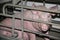 Pregnant sows live on an animal farm