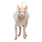 Pregnant Sphynx hairless cat posing on a white background