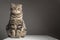 Pregnant thick gray striped scottish fold cat sitting on a table