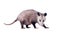 Pregnant  Virginia Opossum Female Didelphis virginiana or common opossumâ€”the only marsupial pouched mammal found in the