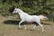 Pregnant White Arabian Mare Trotting in a Pasture