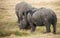 Pregnant White Rhino comforts her mate