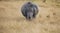 Pregnant White Rhino watches from the tall grass