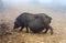 Pregnant Wild boars foraging