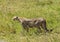 A pregnant wild Cheetah in the Serengeti prospecting prey