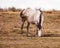 Pregnant wild horse grazing among the mounds