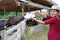 Pregnant woman feeding the murrah buffalo in farm