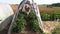 Pregnant woman gather ripe pepper paprika plants in greenhouse