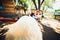 Pregnant woman and husband, resting in a hammock