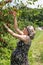 Pregnant woman picking cherries