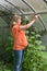 The pregnant woman ties up plants of cucumbers in the greenhouse