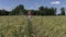 Pregnant woman walk barley plants in agricultural field