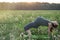 Pregnant woman yoga practicing outdoor on sunset. Active expecting mother does sports exercises in a summer field. Health care and