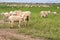 Pregnant Yews with Lambs