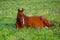 A pregnant young Horse lies on the Sunny grass