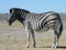 Pregnant Zebra
