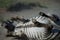 Pregnant zebra lying in the dust